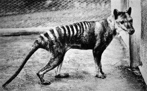 Loup de Tasmanie ou Thylacine